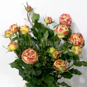 Роза кустовая 6к