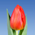 Тюльпан Lalibela