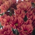 Хризантема розовая