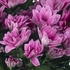 Хризантема светло-розовая