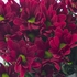 Хризантема красная