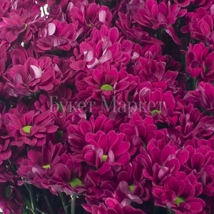 Хризантема ярко-розовая
