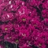 Хризантема ярко-розовая