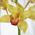 Орхидея цимбидиум желтая