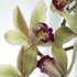 Орхидея цимбидиум кремовая
