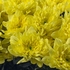 Хризантема светло-желтая