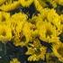 Хризантема желтая