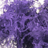 Аспарагус Плюмозус фиолетовый