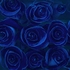 Роза Синяя